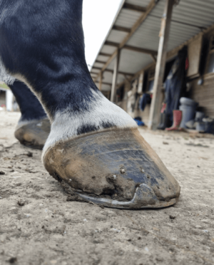 Screenshot 2025-05-07 at 09.17.19.png