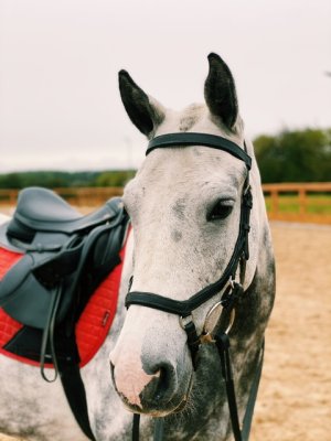 E4C25A79-16A8-4C14-A59A-1BB0B81BE326-46A7981B-E3E8-48D7-9080-8DFB4C9B8CBE.jpeg E4C25A79-16A8-4C14-A59A-1BB0B81BE326-46A7981B-E3E8-48D7-9080-8DFB4C9B8CBE.jpeg