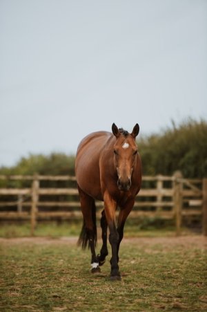 IMG_0008.jpeg IMG_0008.jpeg