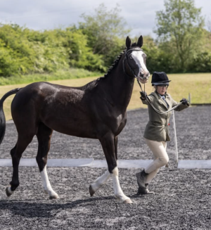 IMG_1456.PNG IMG_1456.PNG