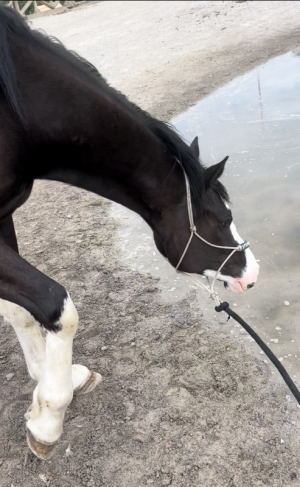 IMG_1506.PNG IMG_1506.PNG