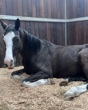 unnamed (15).png unnamed (15).png