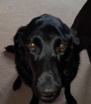 Jessie head muscles.jpg