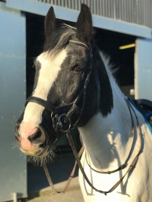 IMG_8536.jpeg IMG_8536.jpeg