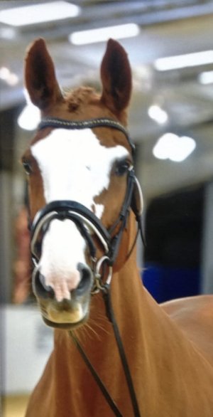 IMG_3017.jpeg IMG_3017.jpeg