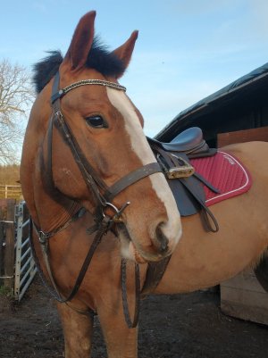 IMG_20210316_173848852.jpg IMG_20210316_173848852.jpg