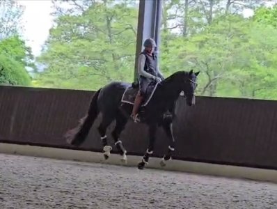 canter off the floor.jpg