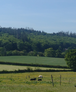 Screenshot_20250518-201911-967.png Screenshot_20250518-201911-967.png