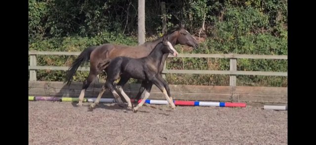 A2707F5E-AFD0-45A3-A6A0-1847E14C79AB.jpeg A2707F5E-AFD0-45A3-A6A0-1847E14C79AB.jpeg