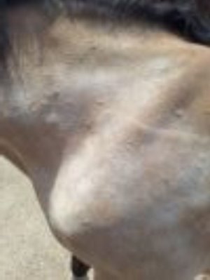 20250520_141555.jpg  new hives.jpg