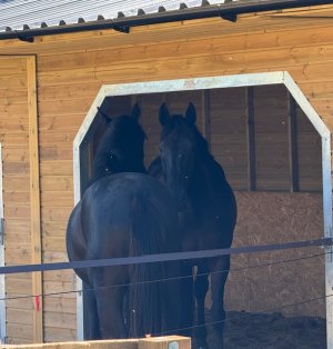 IMG_3029.jpeg IMG_3029.jpeg