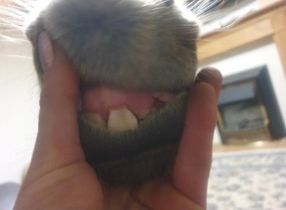 Screenshot_20250524_213209_Gallery.jpg Screenshot_20250524_213209_Gallery.jpg