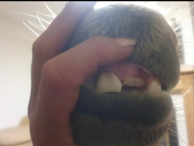 Screenshot_20250524_213156_Gallery.jpg Screenshot_20250524_213156_Gallery.jpg