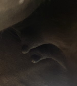 IMG_0779.jpeg