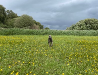 IMG_3713.jpeg IMG_3713.jpeg