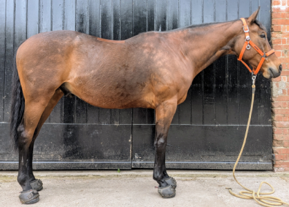 Alfie May 2025 (Small).png