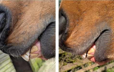 Alfie Teeth Comparison.png