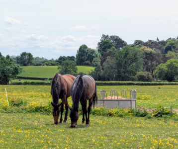 Gallant and Apollo (Small).png