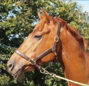 Image-2385.jpg Image-2385.jpg