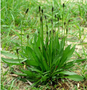 Screenshot 2025-06-18 1.51.53 PM.png