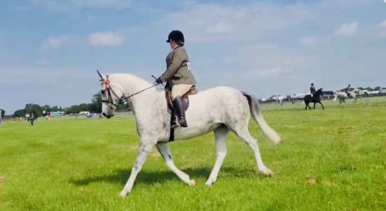 IMG_0952.jpeg IMG_0952.jpeg