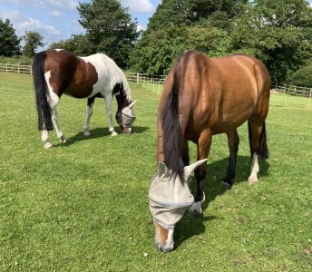 IMG_6882.jpeg IMG_6882.jpeg