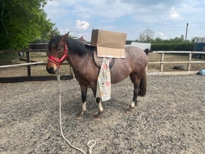 just before backing Bird.jpg