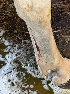 image1.jpeg image1.jpeg