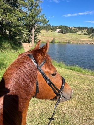 IMG_0490.jpeg IMG_0490.jpeg