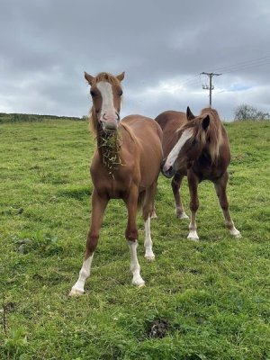 521895840_24087442174242537_7510182308897466255_n.jpg 521895840_24087442174242537_7510182308897466255_n.jpg