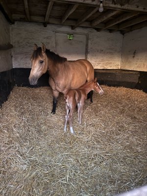 WhatsApp Image 2025-07-29 at 05.23.45.jpeg