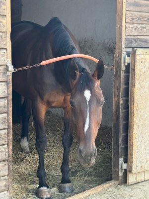 IMG_2356.jpeg IMG_2356.jpeg