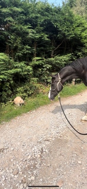 4983BDD7-2FBC-41B4-B740-16FB9F2A25AE.jpeg 4983BDD7-2FBC-41B4-B740-16FB9F2A25AE.jpeg