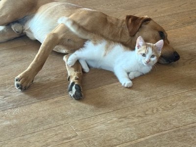 IMG_2394.jpeg IMG_2394.jpeg