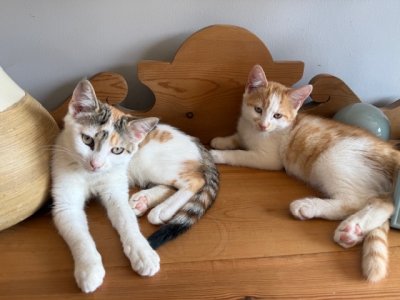 IMG_2488.jpeg IMG_2488.jpeg