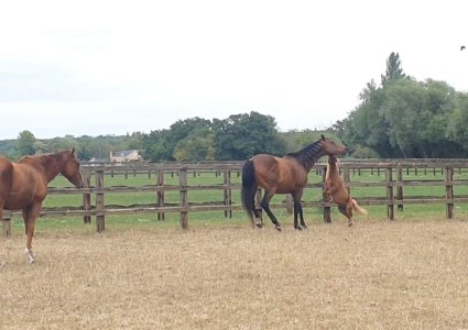 Screenshot_20250817_162755_Gallery.jpg Screenshot_20250817_162755_Gallery.jpg