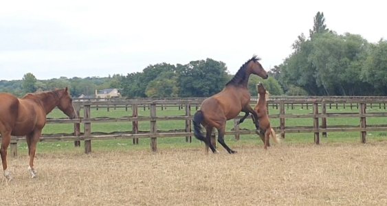 Screenshot_20250817_162809_Gallery.jpg Screenshot_20250817_162809_Gallery.jpg