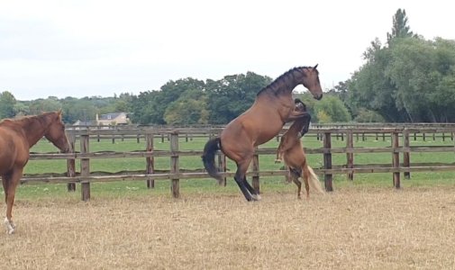 Screenshot_20250817_162840_Gallery.jpg Screenshot_20250817_162840_Gallery.jpg