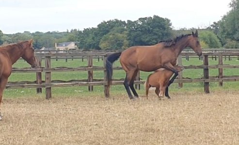 Screenshot_20250817_162942_Gallery.jpg Screenshot_20250817_162942_Gallery.jpg