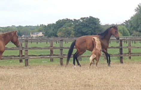 Screenshot_20250817_163217_Gallery.jpg Screenshot_20250817_163217_Gallery.jpg