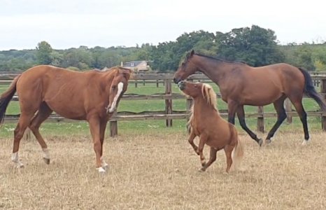 Screenshot_20250817_163315_Gallery.jpg Screenshot_20250817_163315_Gallery.jpg