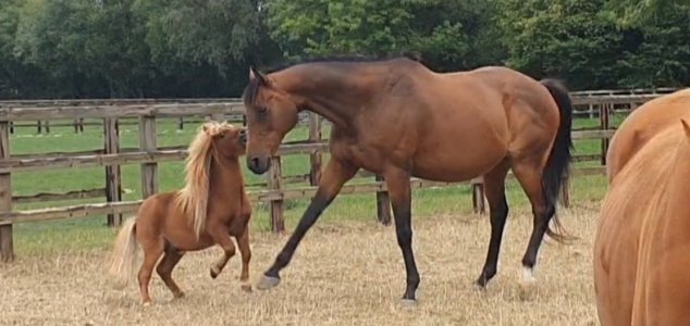 Screenshot_20250817_173134_Gallery.jpg Screenshot_20250817_173134_Gallery.jpg