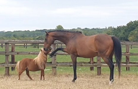 Screenshot_20250817_173520_Gallery.jpg Screenshot_20250817_173520_Gallery.jpg