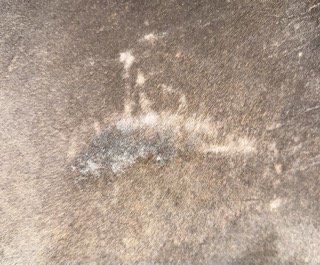 Feste hair Small.jpeg