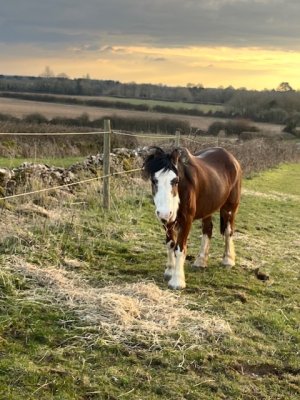 IMG_4794.jpeg IMG_4794.jpeg