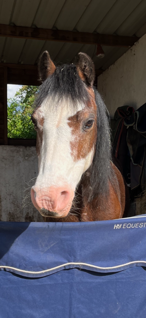 IMG_4304.png IMG_4304.png