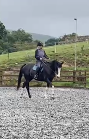 IMG_3365.PNG IMG_3365.PNG