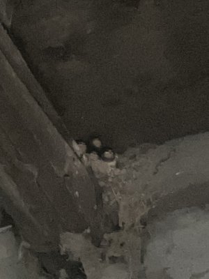 IMG_7246.jpeg IMG_7246.jpeg