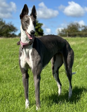 IMG_7489.jpeg IMG_7489.jpeg