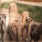 416C60EB-1B42-4EDF-AD8F-815C7DA1C465.jpeg 416C60EB-1B42-4EDF-AD8F-815C7DA1C465.jpeg